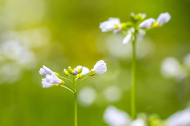 Cuckooflower, Cardamine pratensis, bir çayırda bahar döneminde kusma. Seçici odak kullanarak Özet oluşturma. Bu bitki bir turuncu uç kelebek (Anthocharis cardamines ana bilgisayar bitkidir).