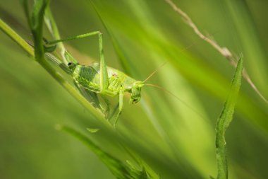 Makro yakın çekim bir kadın büyük yeşil Bush-kriket, Tettigonia viridissima ile ovipositor.