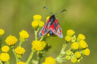 Bir altı-spot burnet closeup kelebek Zygaena filipendulae, gündüz ragwort sarı çiçekler Jacobaea vulgaris tozlaşmayı.