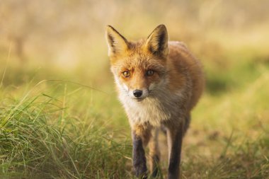Vahşi kızıl tilki Vulpes Vulpes yeşil bir çayırda günbatımı sırasında atma