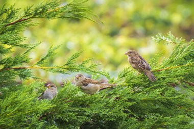 Serçe kuşu (passer domesticus) çitlerinde renkli güneşli bir günde yiyecek arama ev