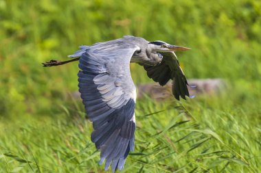 Great blue heron (Ardea herodias) waterfowl bird in flight with his wings spread and green backdrop clipart