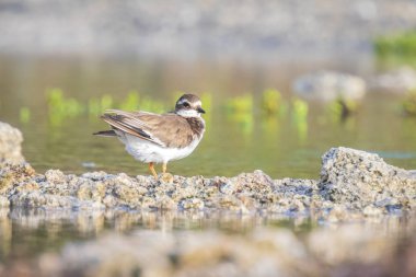 Yaygın Yüzüklü Plover Charadrius hiaticula su kuşu tropikal bir yaşam alanında sulak arazilerdeki kayaların arasında yiyecek arıyor.