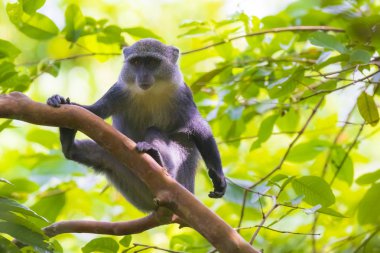 Vahşi mavi veya diademed maymun Cercopithecus mitis primat yiyecek arama ve bir yaprak dökmeyen dağ Bambu orman ortamında hareket. Jozani orman, Zanzibar, Tanzanya.