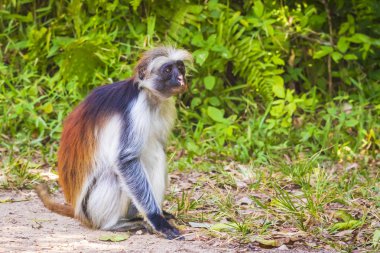 Vahşi Zanzibar kırmızı Colobus maymun, yeşil bir ormandaki Procolobus kirkii. Jozani Chwaka Bay Milli Parkı, Tanzanya.