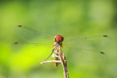 Bir kırmızı renkli erkek kırmızı Pasifik'ten oğlan (Sympetrum sanguineum) bitki örtüsü üzerinde asılı close-up. Güneş ışığı altında bir çayırda dinlenme.
