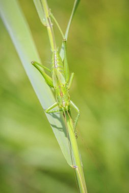 Makro yakın çekim bir kadın büyük yeşil Bush-kriket, Tettigonia viridissima ile ovipositor.