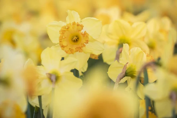 Színes Virágzó Virág Mező Sárga Nárcisz Vagy Nárcisz Vértes Során — Stock Fotó