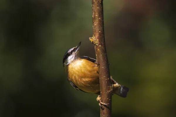 Closeup Nuthatch Eurasiano Pássaro Nuthatch Madeira Sitta Europaea Empoleirado Ramo — Fotografia de Stock