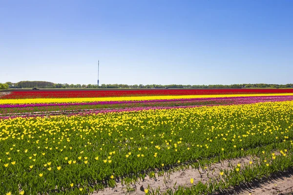 Multi colored Dutch tulips flowers field with a blue sky during Spring season in Drenthe, the Netherlands