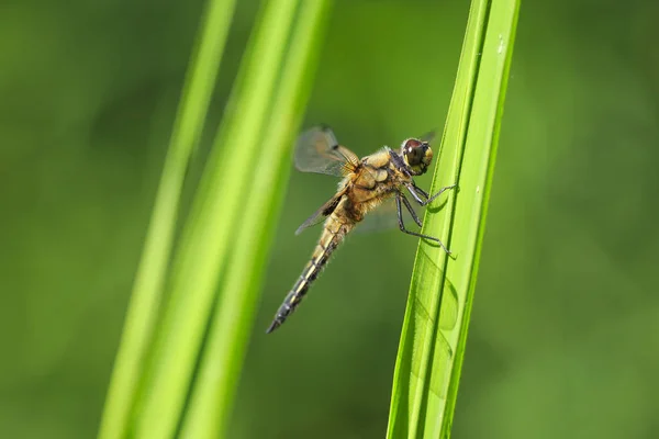 Close Four Spotted Chaser Libellula Quadrimaculata Four Spotted Skimmer Dragonfly — Stock Photo, Image