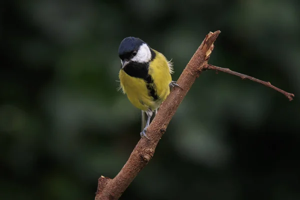 Närbild Porträtt Fågel Talgoxe Parus Major Uppflugen Trä Skog — Stockfoto