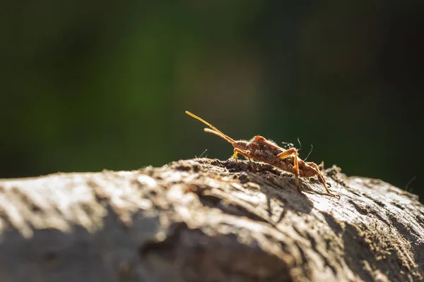 Західні Conifer Насіння Помилка Комаха Західна Leptoglossus Або Wcsb Сканування — стокове фото