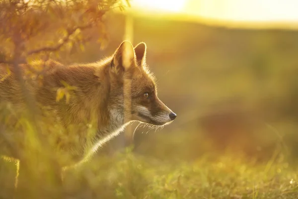 野生年轻的红狐 在日落时在森林和沙丘中觅食的毒蛇 — 图库照片