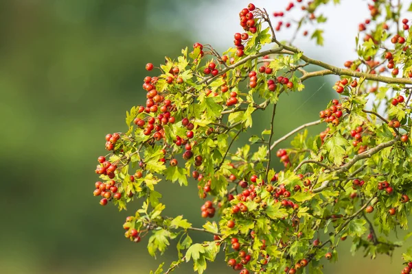 Orange Fruit Berries Sorbus Aucuparia Tree Commonly Called Rowan Mountain — Stock Photo, Image