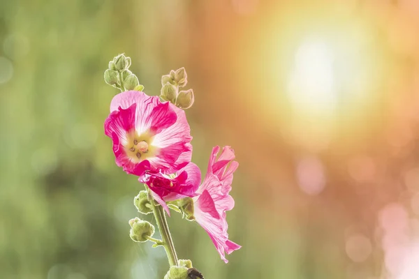 粉红色常见的霍利霍克花特写镜头 Alcea Rosea 一种在马瓦科科的观赏植物 明亮的颜色 阳光和镜头 — 图库照片