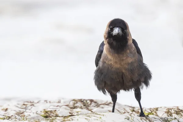 Großaufnahme Einer Hauskrähe Corvus Splendens Vogel Einem Weißen Sandstrand Und — Stockfoto