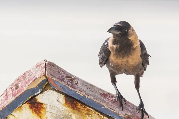 Großaufnahme Einer Hauskrähe Corvus Splendens Vogel Einem Weißen Sandstrand Und — Stockfoto