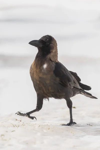 Großaufnahme Einer Hauskrähe Corvus Splendens Vogel Einem Weißen Sandstrand Und — Stockfoto