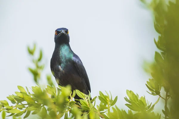 Oiseau Étoilé Brillant Ventre Noir Lamprotornis Corruscus Perché Sur Une — Photo