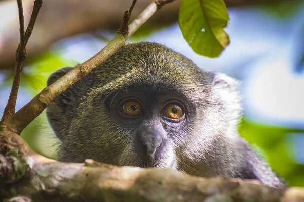 Mono Azul Silvestre Diademed Cercopithecus Mitis Primate Forrajeando Moviéndose Hábitat — Foto de Stock