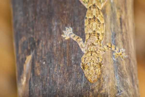 Close up of a Brooke\'s house gecko or spotted house gecko, Hemidactylus brookii, reptile climbing on wood. Pastel camouflage colored, same as the surrounding