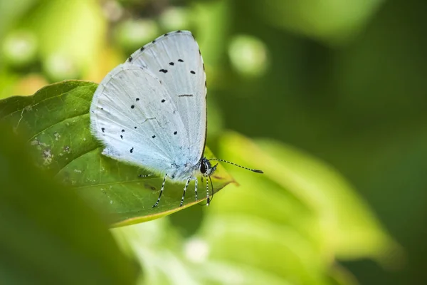 Μια Πεταλούδα Μπλε Ελαιόπρινος Celastrina Argiolus Που Στηρίζεται Ένα Φύλλο — Φωτογραφία Αρχείου