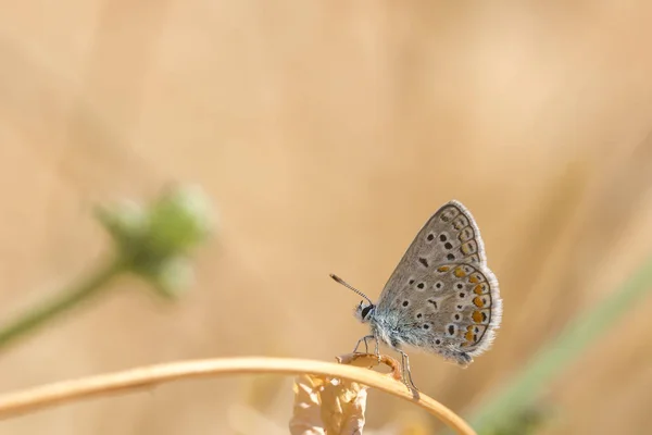 Common Blue Butterfly Polyommatus Icarus Resting Forest — Stock Photo, Image