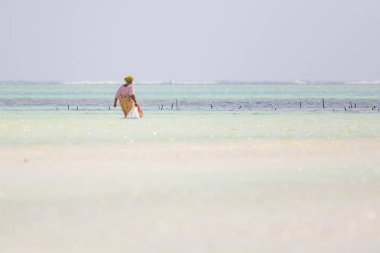 21 Ocak 2015 - Zanzibar, Tanzanya. Yerel kadın deniz ot sabun, kozmetik, medicin kullanım için hasat. Sanayi deniz yosunu ölüm neden iklim değişikliği nedeniyle risk gibi görünüyor. 