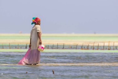 21 Ocak 2015 - Zanzibar, Tanzanya. Yerel kadın deniz ot sabun, kozmetik, medicin kullanım için hasat. Sanayi deniz yosunu ölüm neden iklim değişikliği nedeniyle risk gibi görünüyor. 