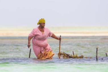 21 Ocak 2015 - Zanzibar, Tanzanya. Yerel kadın deniz ot sabun, kozmetik, medicin kullanım için hasat. Sanayi deniz yosunu ölüm neden iklim değişikliği nedeniyle risk gibi görünüyor. 
