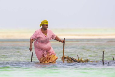 January 21th 2015 - Zanzibar, Tanzania. Local women harvesting sea weed for soap, cosmetics, medicin usage. The industry appears to be at risk due to climate change causing seaweed mortality.  clipart