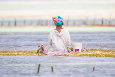 January 21th 2015 - Zanzibar, Tanzania. Local women harvesting sea weed for soap, cosmetics, medicin usage. The industry appears to be at risk due to climate change causing seaweed mortality.  clipart