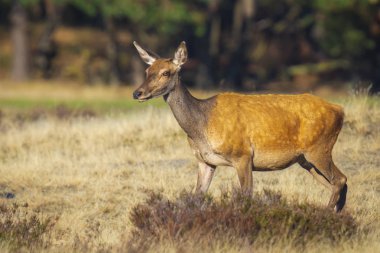 Dişi kızıl geyik geyiği ya da arka Cervus elaphus, güneşli bir günde, ormanın önünde mor bir fundayla çayırda.. 