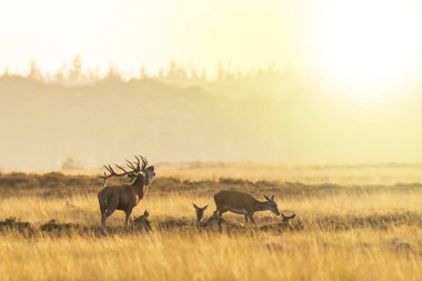 Kızıl geyik sürüsü Cervus elaphus gün batımında çiftleşme mevsiminde çiftleşir tepeler, tarlalar ve güzel bir günbatımı ile çiftleşir.