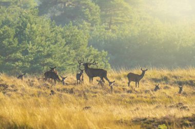 Çiftleşme ve günbatımı sırasında kükreyen kızıl geyik cervus elaphus üzerinde çiftleşme sırasında çiftleşme sürüsü bir bir yatay, tepeler, alanları ve bir güzel gün batımı