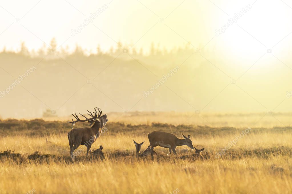 Herd of red deer cervus elaphus rutting and roaring during sunset, rutting during mating season on a landscape with hills, fields and a beautifull sunset
