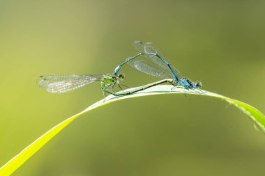 Bir erkek ve dişi mavi kuyruklu kız sineğinin ya da yaygın mavi kuyruklu Ischnura elegans 'ın yakın çekimi kalp ya da tekerlek şeklinde çiftleşen bir çift yapıyor..