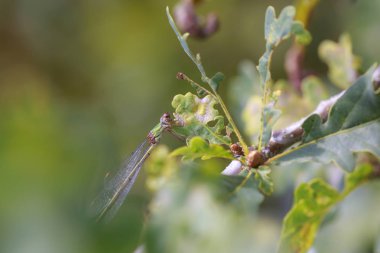 Güneşin altında dinlenen batı zümrüt zümrüt böceği Chalcolestes viridis 'in ayrıntıları.