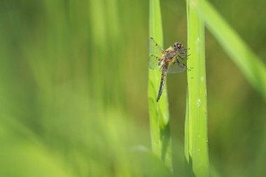 Yakın çekim dört benekli chaser (Libellula quadrimaculata) veya gün ışığında yeşil sazlık dinlenme dört benekli kepçe yusufçuk.