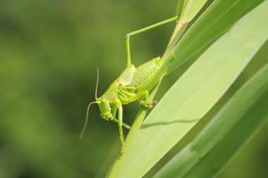 Makro yakın çekim bir kadın büyük yeşil Bush-kriket, Tettigonia viridissima ile ovipositor.