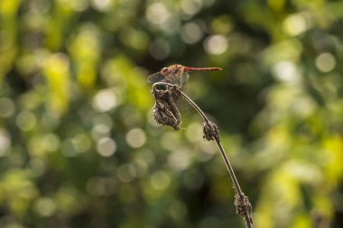 Bir ortak Pasifik'ten oğlan Sympetrum striolatum yan görünüm yaymak kanatlarını ile o erken, sıcak güneş ışığı onun kanatları kurutma