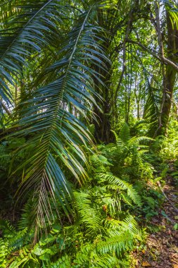 Açık güneşli bir günde Jozani Chwaka Bay Milli Parkı, Zanzibar, Tanzanya yürüyüş yolu ve yabani hayvanlar ve bitkiler ile orman orman