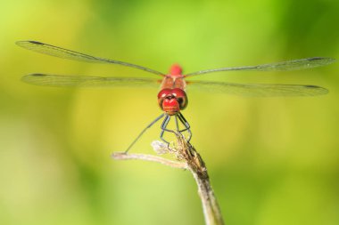 Bir kırmızı renkli erkek kırmızı Pasifik'ten oğlan (Sympetrum sanguineum) bitki örtüsü üzerinde asılı close-up. Güneş ışığı altında bir çayırda dinlenme.
