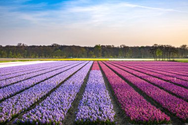 Günbatımı bahar sezonu sırasında mor nergis çiçek renkli alan