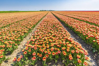 Renkli Hollanda Lale çiçek alan ve bir yel değirmeni Hollanda'da güneşli mavi gökyüzü altında