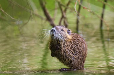 Misk sıçanı Ondatra zibethicus veya eğitimin Myocastor adatavşanları kemirgen sulak alanlar su yiyecek arama içinde closeup 