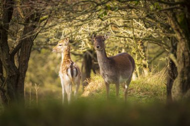 Alageyik (Dama Dama) doe, hind veya açık kahverengi sonbahar sezonu. Sonbahar sis ve doğa renk arka plan üzerinde açıkça görülebilir.