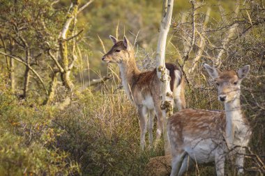 Üç alageyik (Dama Dama) ayakta birlikte Sonbahar sezonunda açık kahverengi. Sonbahar sis ve doğa renk arka plan üzerinde açıkça görülebilir.