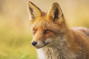 Yakın çekim vahşi kırmızı tilki (vulpes vulpes) göz altında bir kene ile